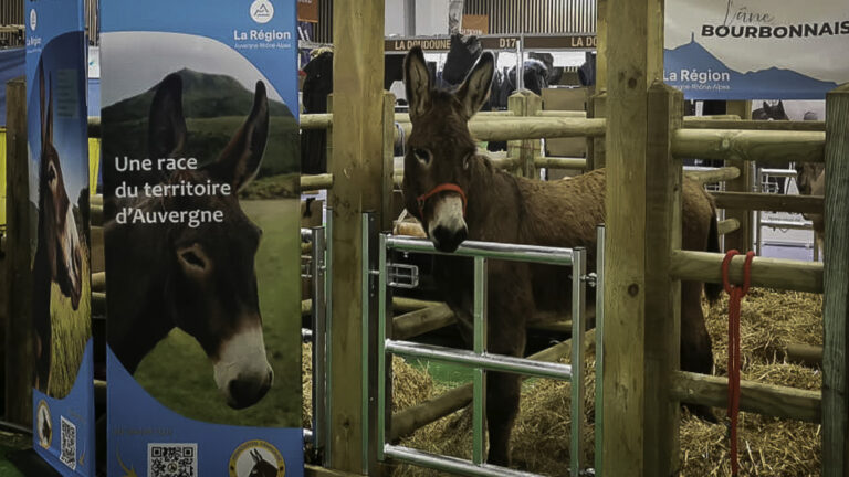 Filière équine : une guerre d’influence et des éleveurs pris en otage