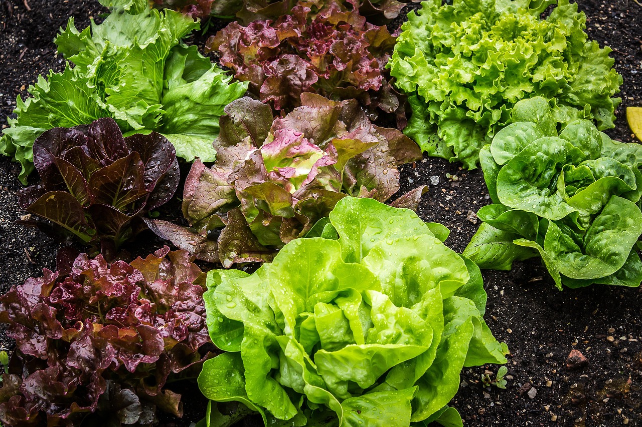 Jadin potager, salades et légumes - Photo - maxmann