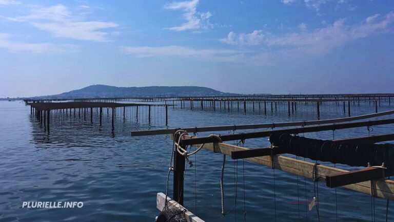 Bassin de Thau : « y a du caca dans l’étang ! »