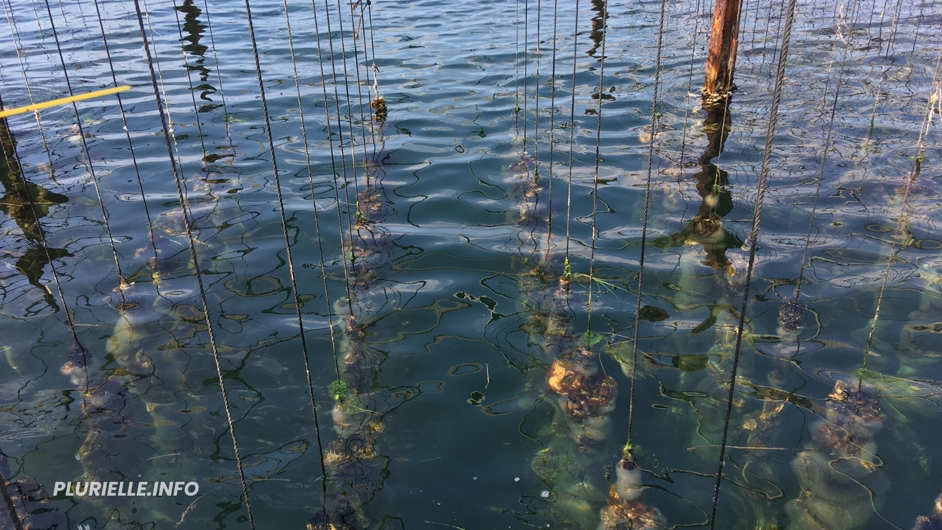 Étang de Thau huîtres - Photo - JPV PLURIELLE INFO