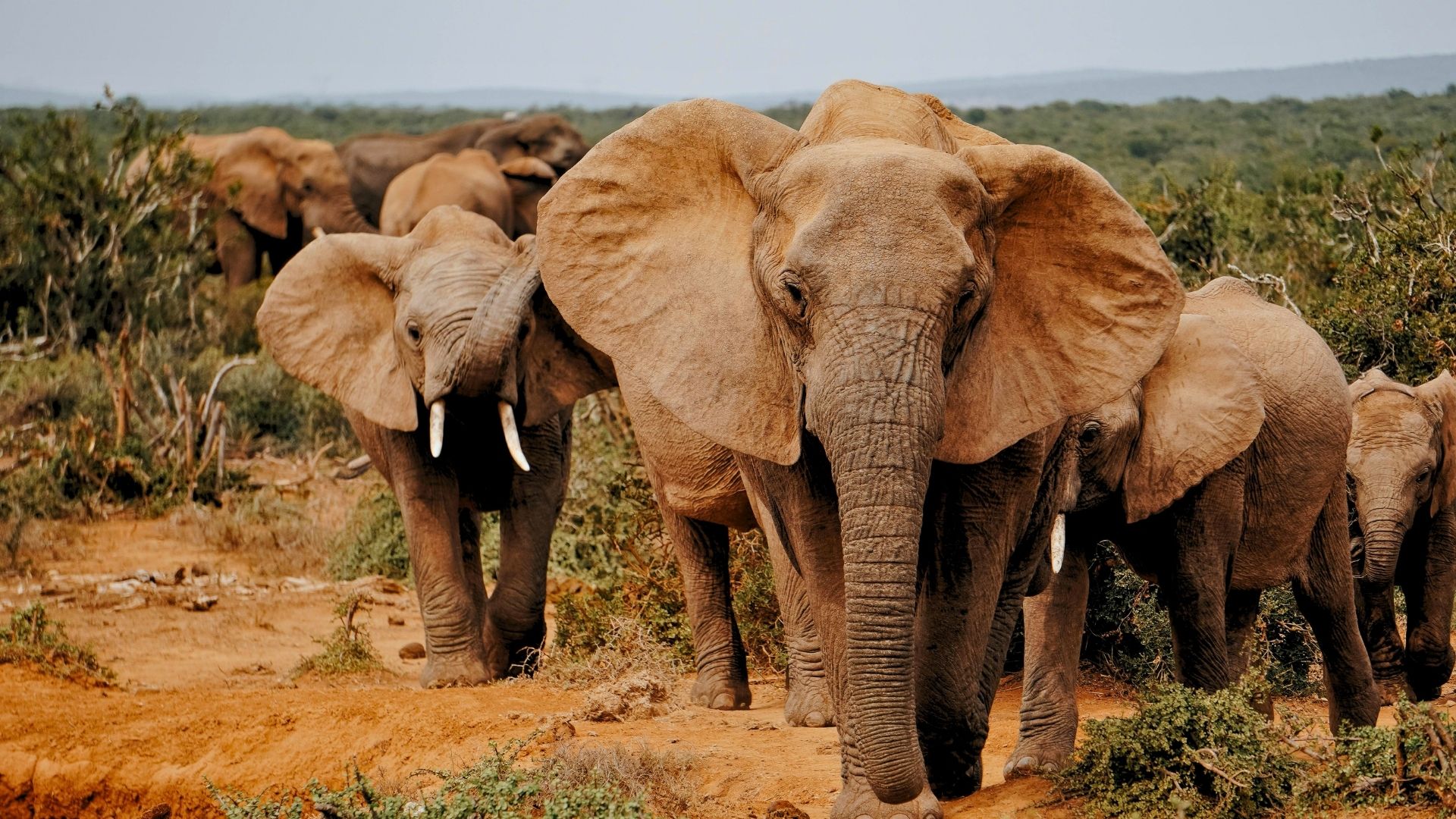 Éléphants sauvages - Photo - Willemijn Doelman
