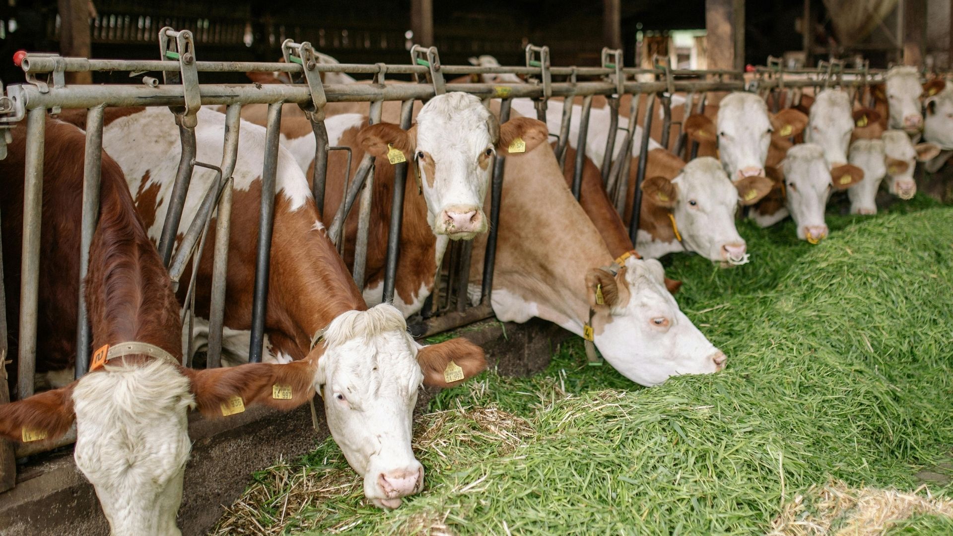 Vaches, fumier et biométhane - Photo - Yann Krukau