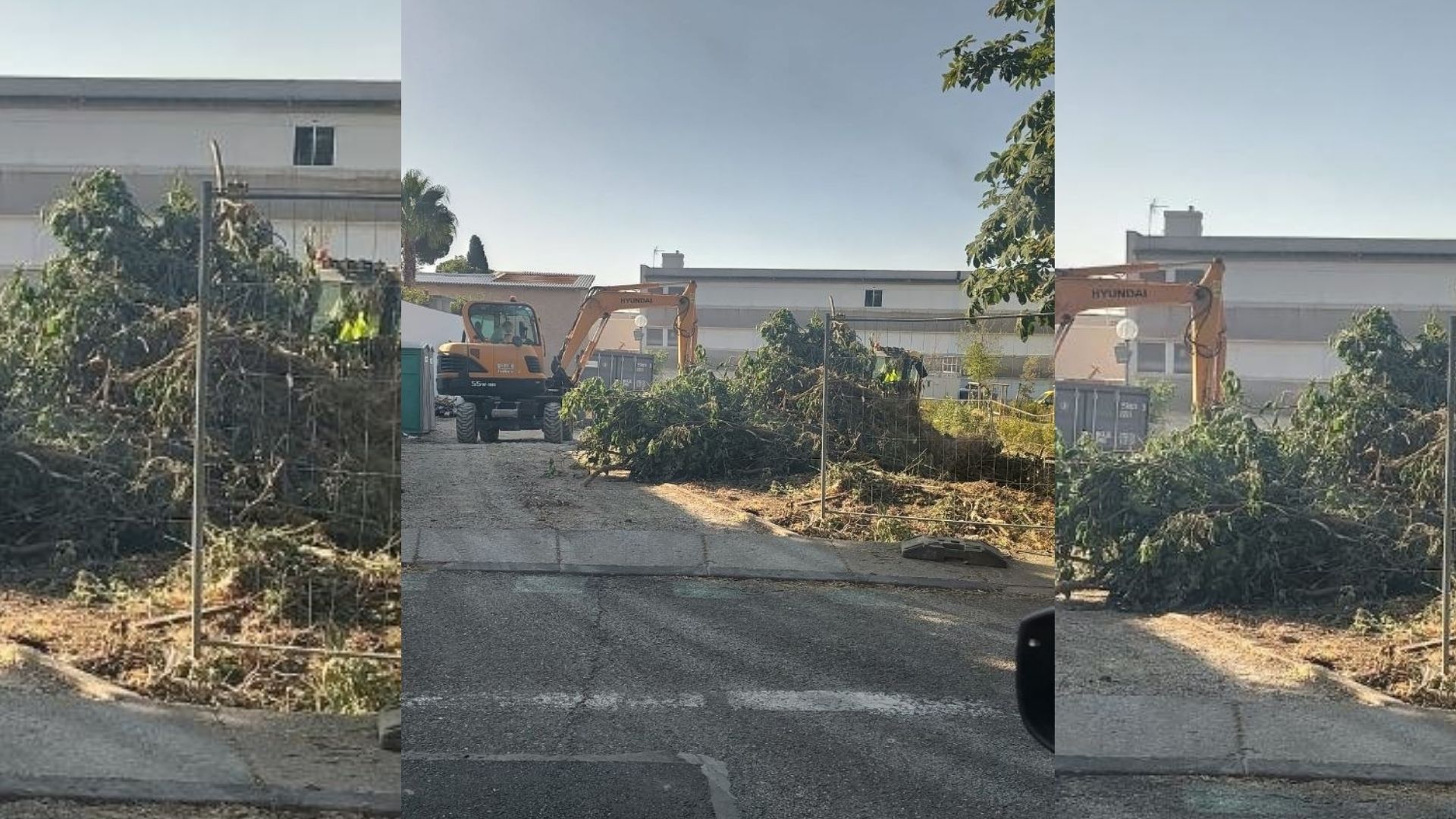 Abattage de plusieurs arbres aux abords du parc Frédéric Bazille - Photo - DR IEC