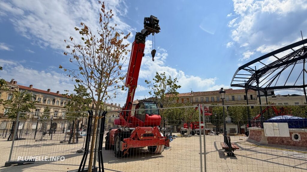 Arbre mort sur la place Aristide Briand à Sète - Photo - IG PLURIELLE INFO