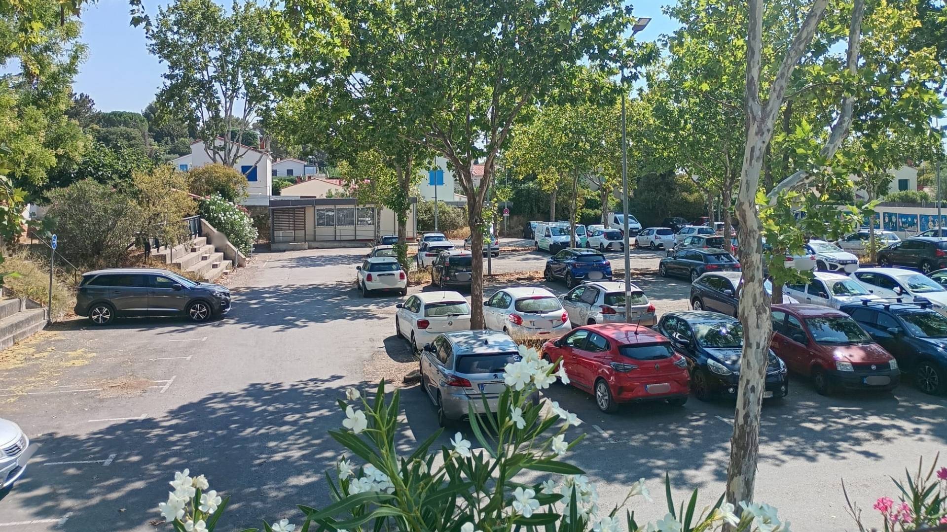 Castelnau-le-Lez 24 platanes adultes coupés - Photo - JB PLURIELLE INFO